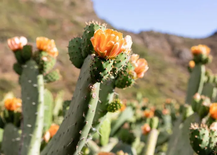 Chalet Tenohomes The Sunset Escape In Carrizales, Masca *