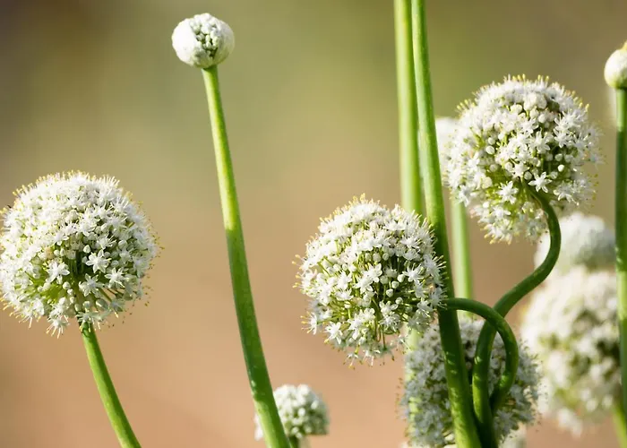 Tenohomes The Sunset Escape In Carrizales, Masca Chalet *